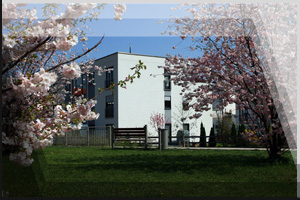 Fotografie Erfurt 31 - Häuser mit blühenden Kirschbäumen