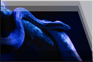 Tierfoto 01 - Schlange in blauem Licht