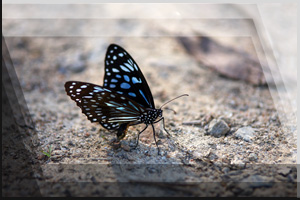 Tierfoto 06 - Schmetterling auf Steinen