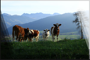 Tierfoto 09 - Kühe auf einer Weide in den Bergen