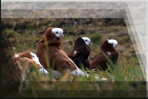 Tierfoto 10 - vier Tauben auf einer Wiese