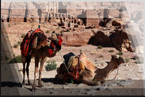 Tierfoto 11 - zwei Dromedare in Petra / Jordanien