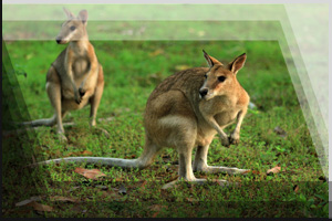 Tierfoto 12 - zwei Kangoroos auf einer Wiese