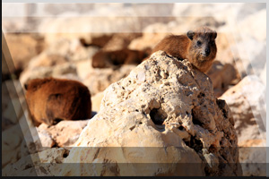 Tierfoto 13 - vier Klippschliefer auf Felsen
