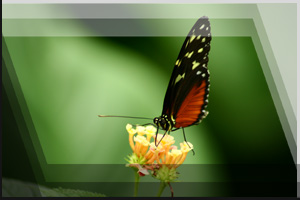 Tierfoto 04 - Schmetterling auf Blüte